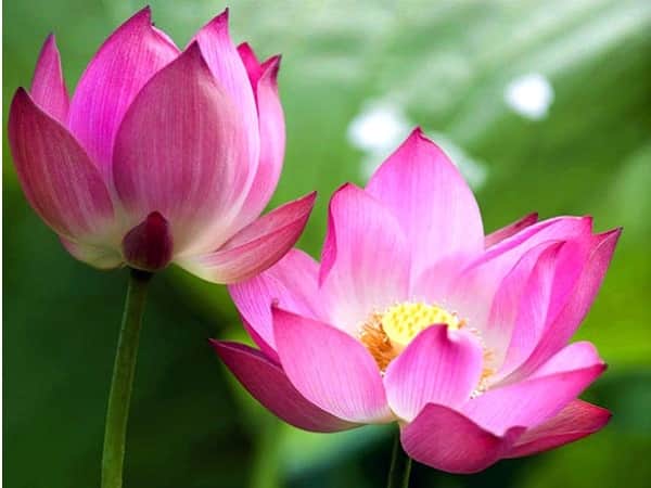 Nằm mơ thấy hoa sen đánh con gì may mắn dễ ăn nhất Nằm mơ thấy hoa sen đánh con gì may mắn dễ ăn nhất