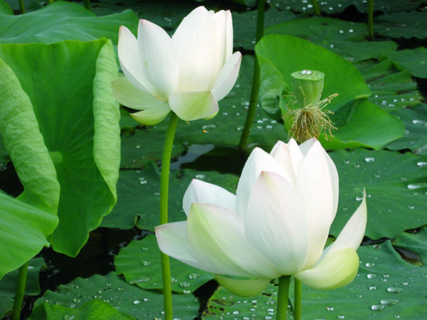 Nằm mơ thấy hoa sen đánh con gì may mắn dễ ăn nhất Nằm mơ thấy hoa sen đánh con gì may mắn dễ ăn nhất