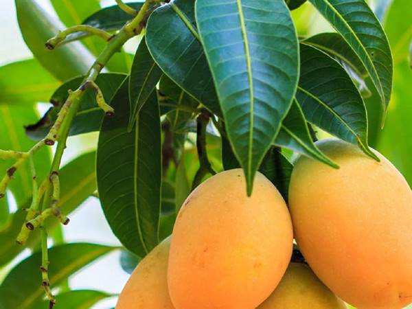 Mơ thấy cây xoài là số mấy nên chọn đánh con gì hay về Mơ thấy cây xoài là số mấy nên chọn đánh con gì hay về