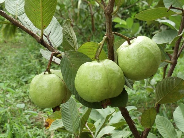 Giấc mơ thấy cây ổi báo điềm may hay rủi, đánh con gì phát tài? Giấc mơ thấy cây ổi báo điềm may hay rủi, đánh con gì phát tài?