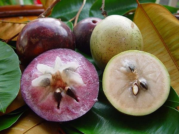 Mơ thấy quả vú sữa đánh con gì, báo mộng điềm gì? Mơ thấy quả vú sữa đánh con gì, báo mộng điềm gì?